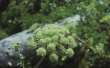 Henderson's angelica