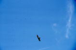 Turkey vulture