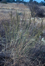 Coastal sagebrush