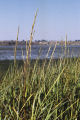 California cordgrass