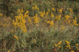 Goldenrod