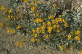 Brittlebush