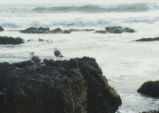 California gulls