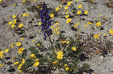 Mojave lupine, leafstem tickseed, and desert evening primrose