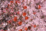 Desert globemallow