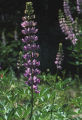 Bigleaf lupine