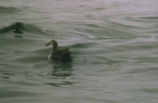 Black-footed albatross