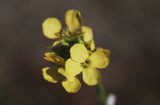 Sanddune wallflower