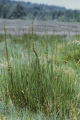 Seaside arrowgrass