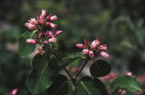 Spreading dogbane