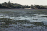 Eelgrass