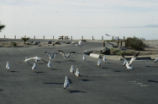 Ring-billed gulls