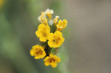 Common fiddleneck
