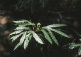 Fern-leaf Catalina ironwood leaves