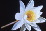 American white waterlily