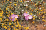 Dwarf checkerbloom and goldfields