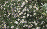 Western mountain aster