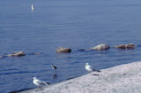 American avocet and gulls