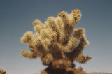 Teddybear cholla