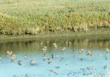 Dowitchers and Least sandpipers