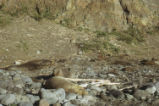 Northern elephant seal