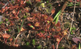 Roundleaf sundew