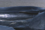 Sperm whale