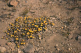 Sulphur-flower buckwheat