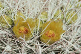 California barrel cactus