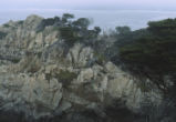 Point Lobos