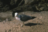 Western gull