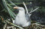 Forster's tern