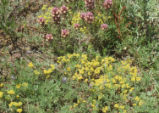 Exserted Indian paintbrush and Wideleaf Indian paintbrush