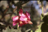 Island mallow