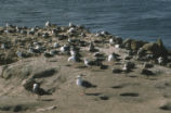 Western gulls