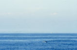Risso's dolphin