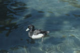 Greater scaup
