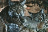 Bobcat