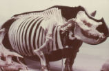 Giant rhinoceros skeleton