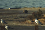 Ring-billed gull