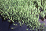 Watermilfoil