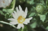 Orcutt's aster