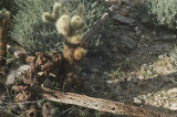 Teddybear cholla