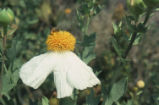 Bristly Matilija poppy