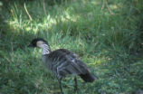 Hawaiian goose