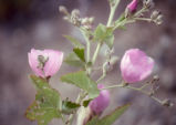 Mendocino bushmallow