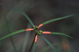 Mexican fireplant