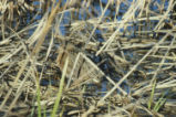 Clapper rail