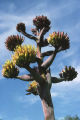Coastal agave