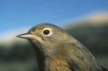 MacGillivray's warbler